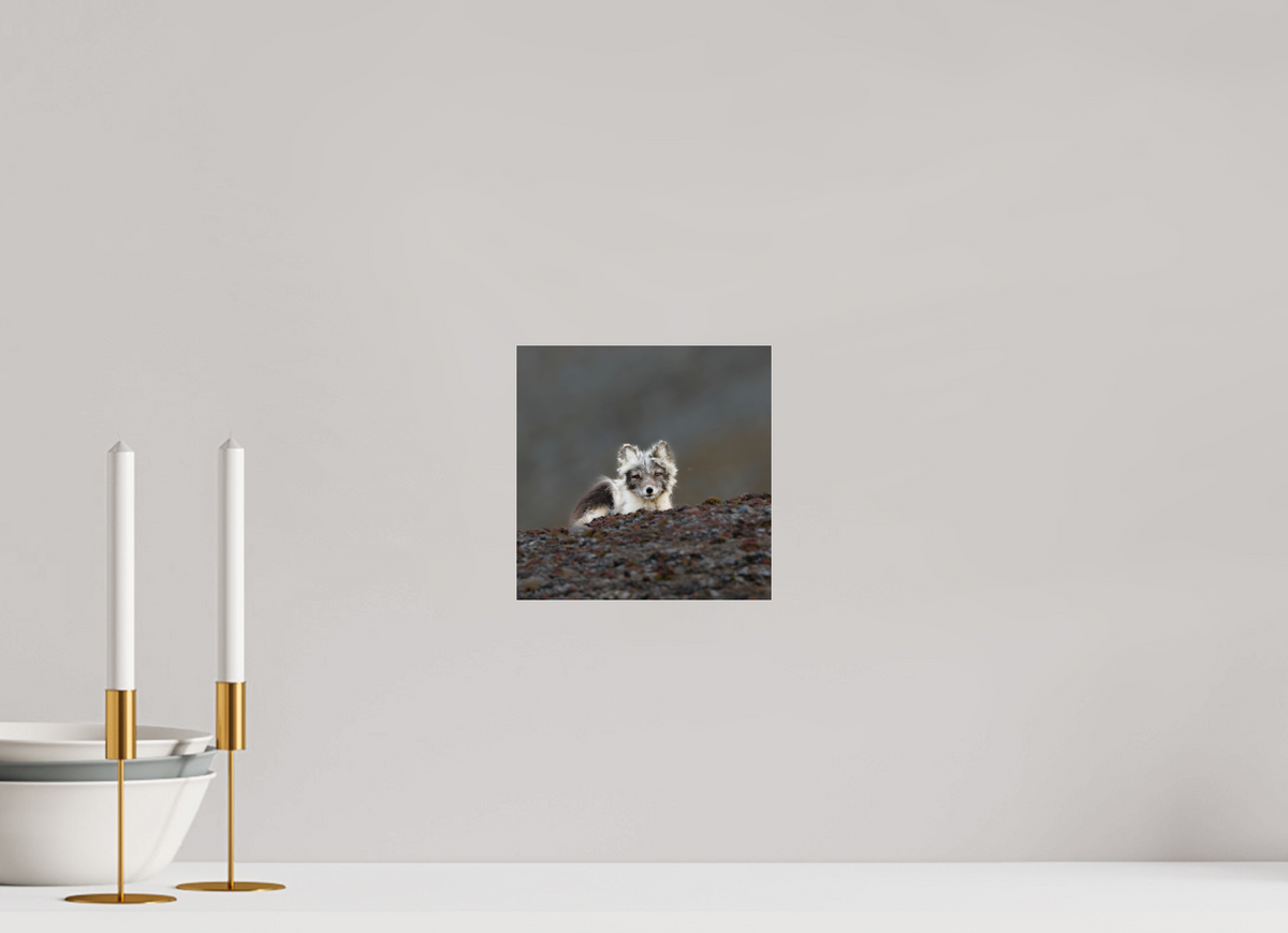 20 x 20 cm, Photo Print Under Acrylic Glass Arctic Fox Scout - Photo Print Under Acrylic Glass