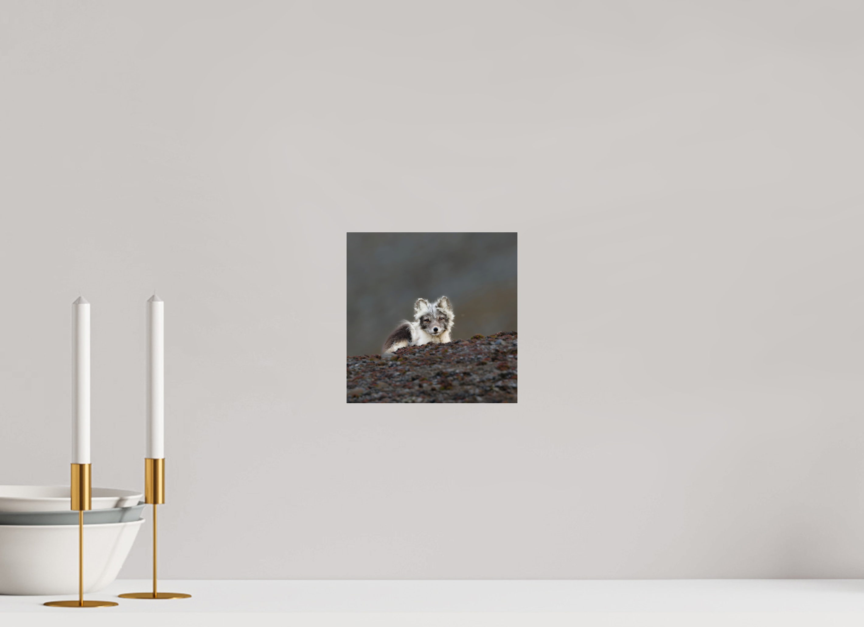 20 x 20 cm, Photo Print Under Acrylic Glass Arctic Fox Scout - Photo Print Under Acrylic Glass