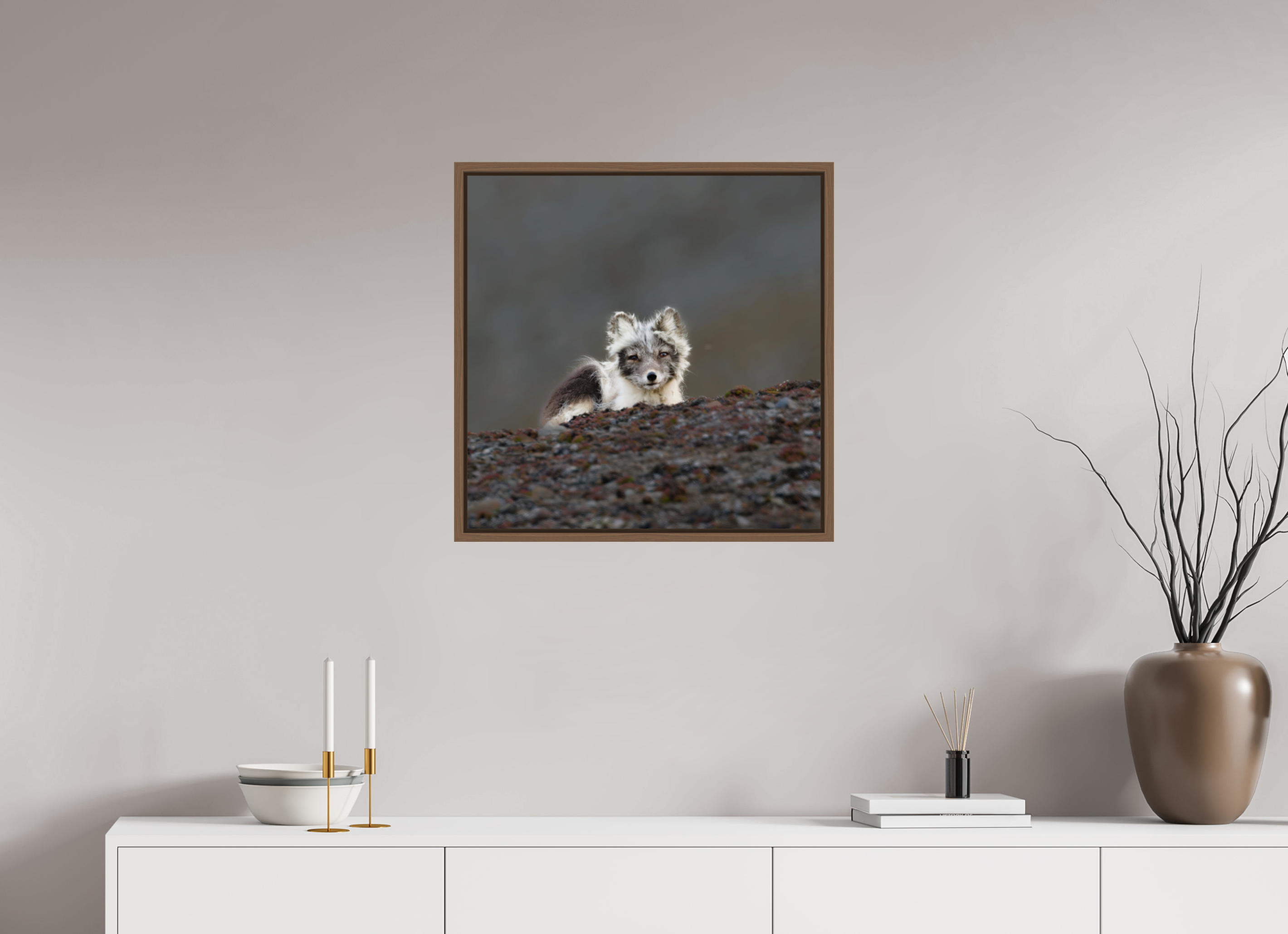 60 x 60 cm, Floater Frame Walnut Glossy Acrylic Glass Arctic Fox Scout - Floater Frame Glossy