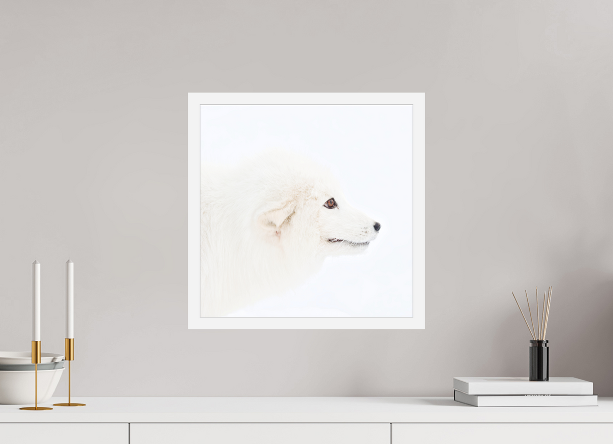 40 x 40 cm, Gallery Frame Hamburg 20mm White Matte Acrylic Arctic Fox Head - In Gallery Frame Hamburg 20 mm