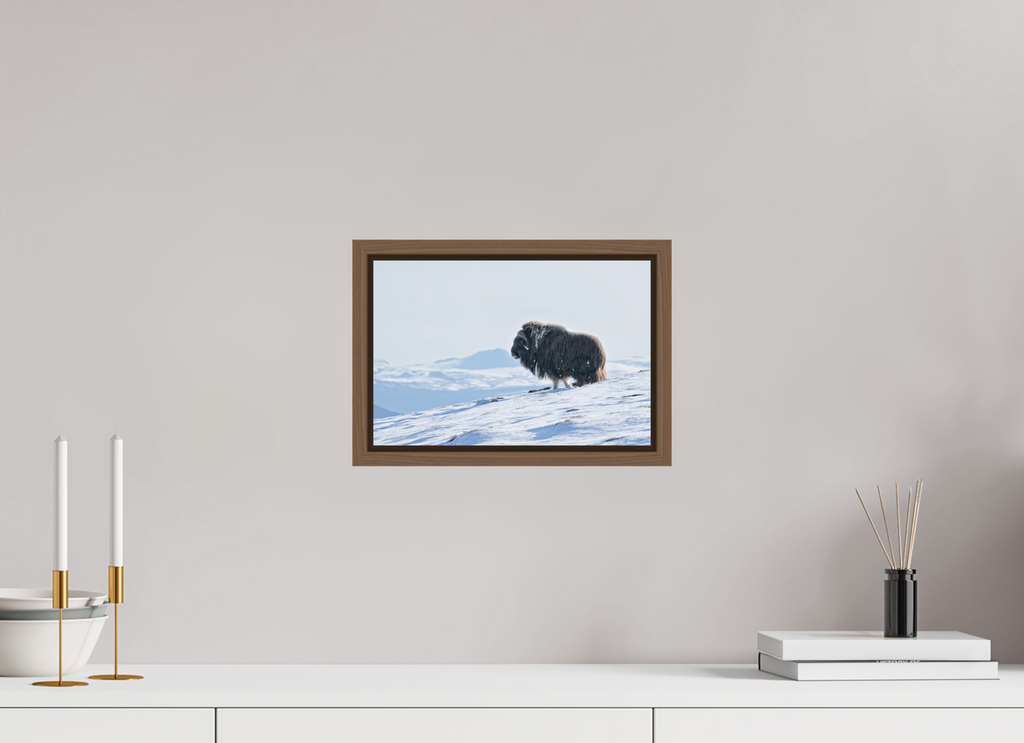 30 x 20 cm, Floater Frame Walnut Matte Acrylic Glass The Musk Ox Kingdom - Floater Frame Matte Acrylic