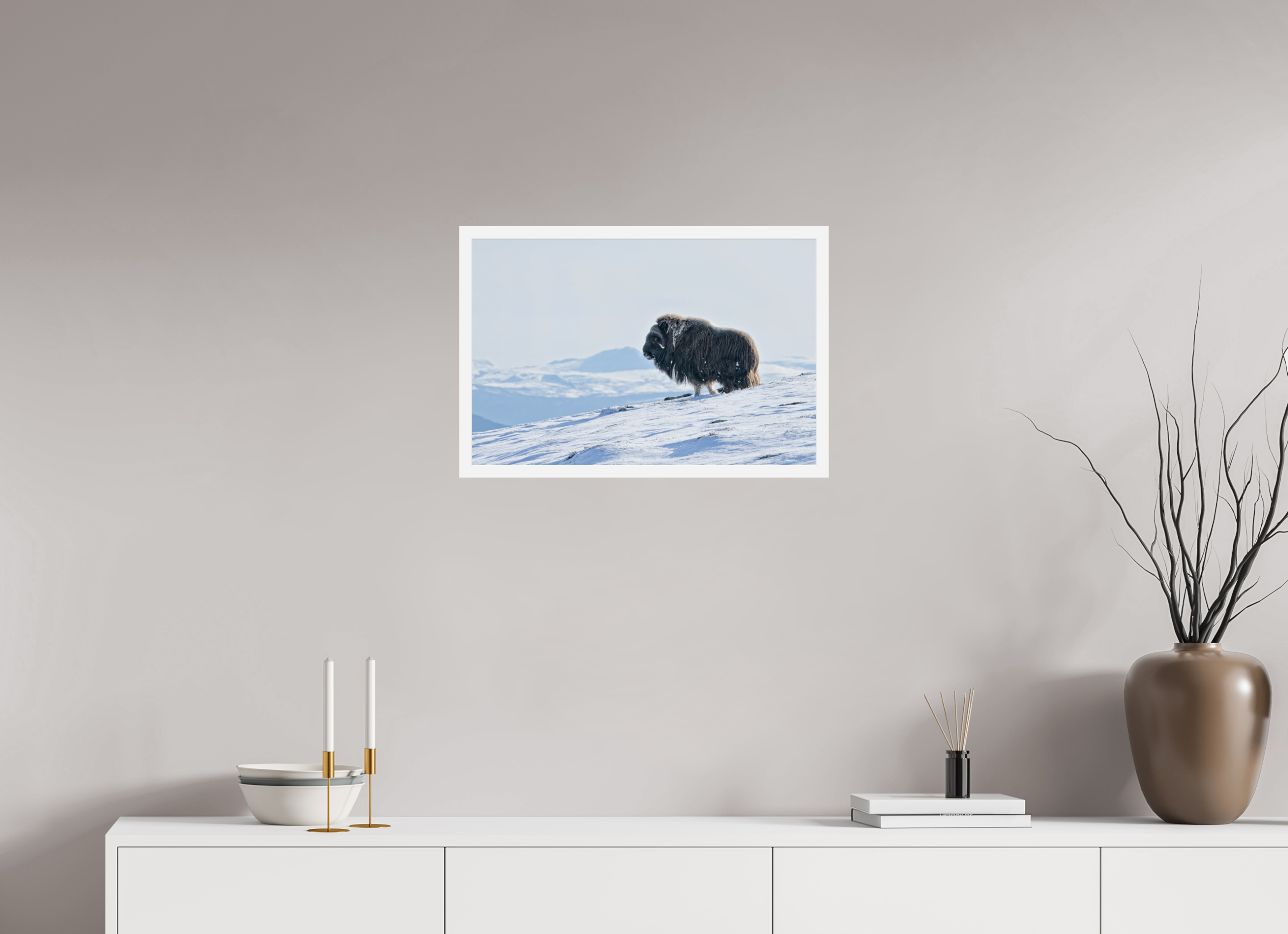 60 x 40 cm, Gallery Frame Hamburg Matte White Glossy Acrylic The Musk Ox Kingdom - In Solid 20 mm Wood Frame Hamburg Glossy