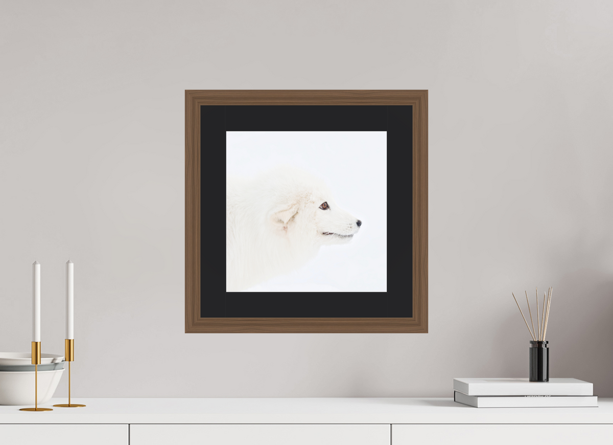 30 x 30 cm, Solid Wood Frame Vienna Passe-partout Walnut Arctic Fox Head - Solid Frame With Passe-Partout