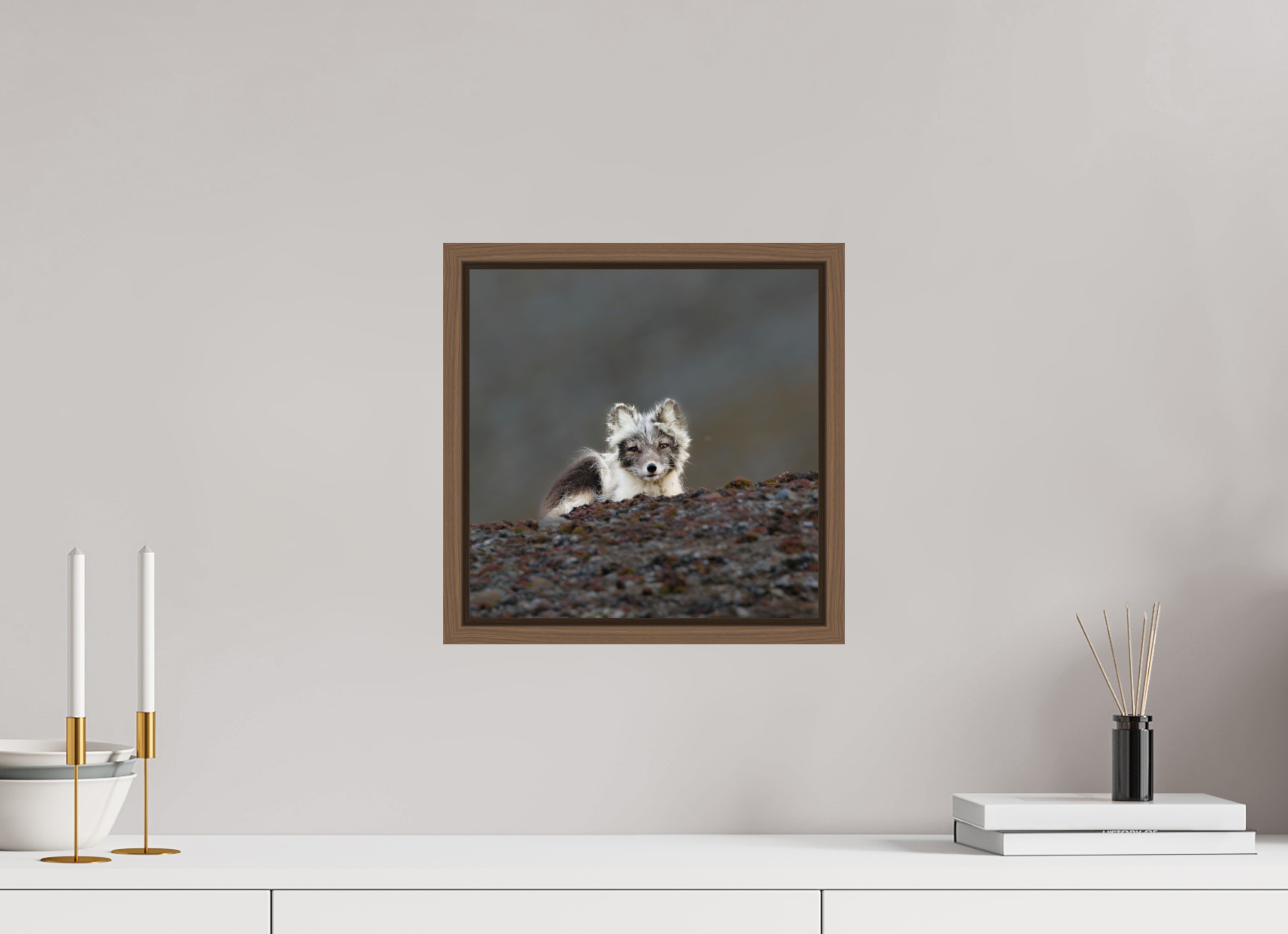 30 x 30 cm, Floater Frame Walnut Glossy Acrylic Glass Arctic Fox Scout - Floater Frame Glossy