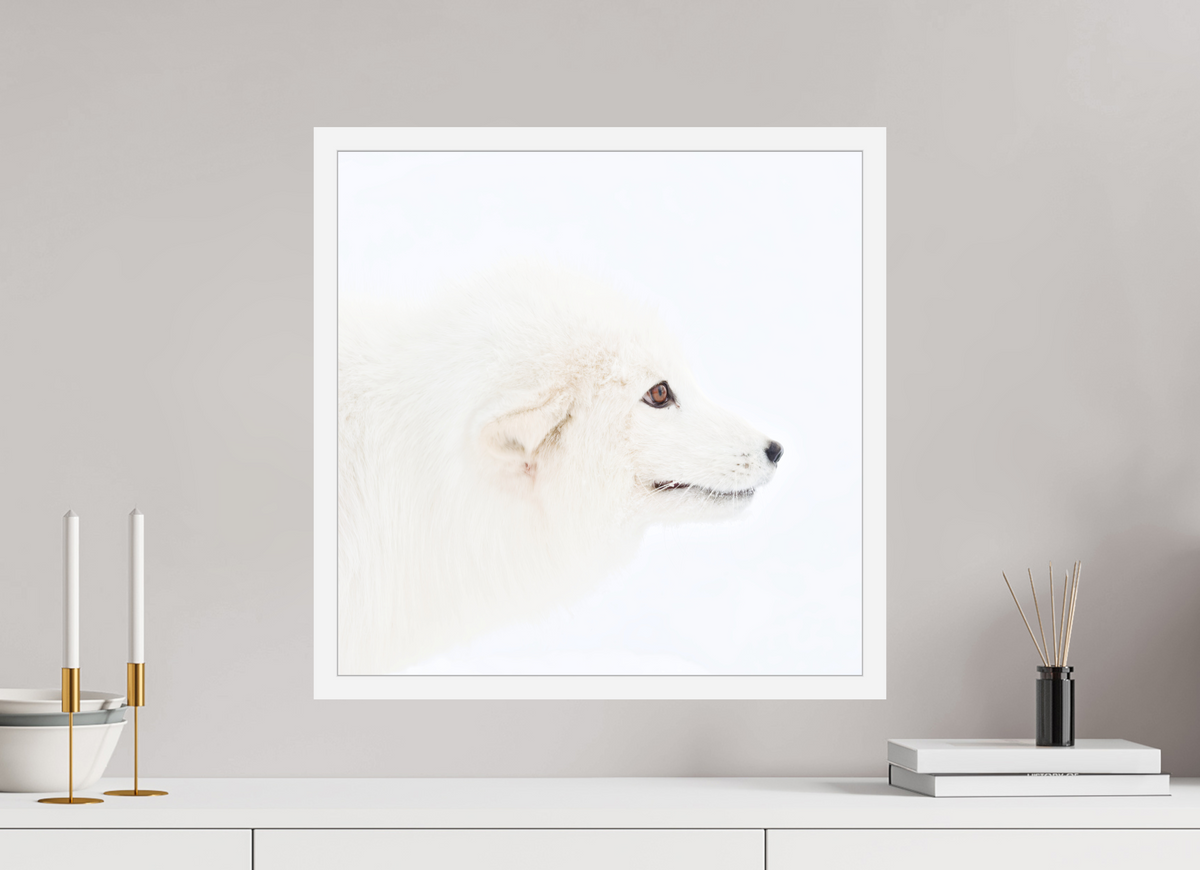 50 x 50 cm, Gallery Frame Hamburg 20mm White Matte Acrylic Arctic Fox Head - In Gallery Frame Hamburg 20 mm
