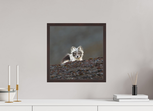 40 x 40 cm, Gallery Frame Hamburg 20mm Alder Brown Matte Acrylic Arctic Fox Scout- In Solid 20 mm Wood Frame Hamburg Matte