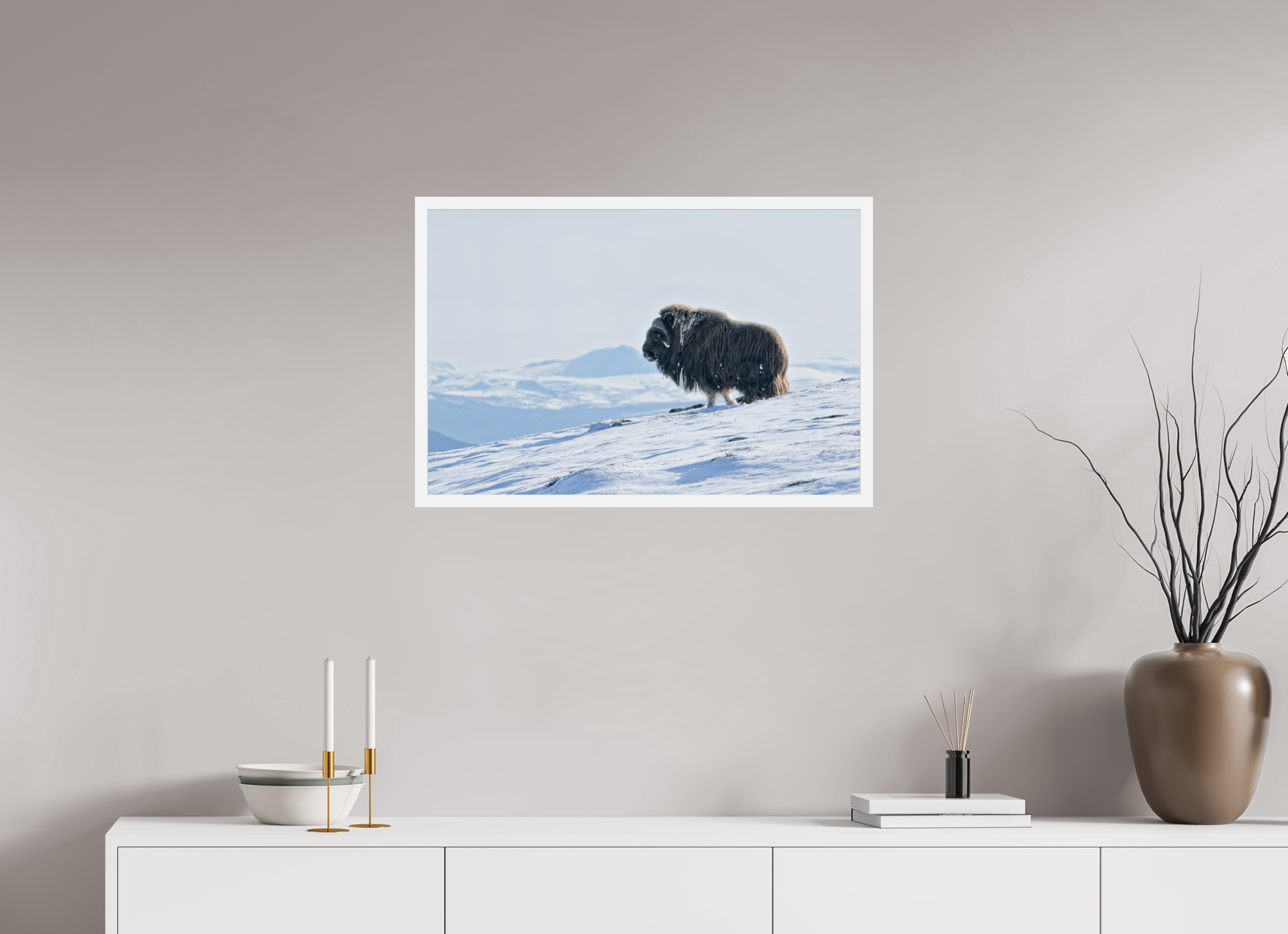 75 x 50 cm, Gallery Frame Hamburg Matte White Glossy Acrylic The Musk Ox Kingdom - In Solid 20 mm Wood Frame Hamburg Glossy