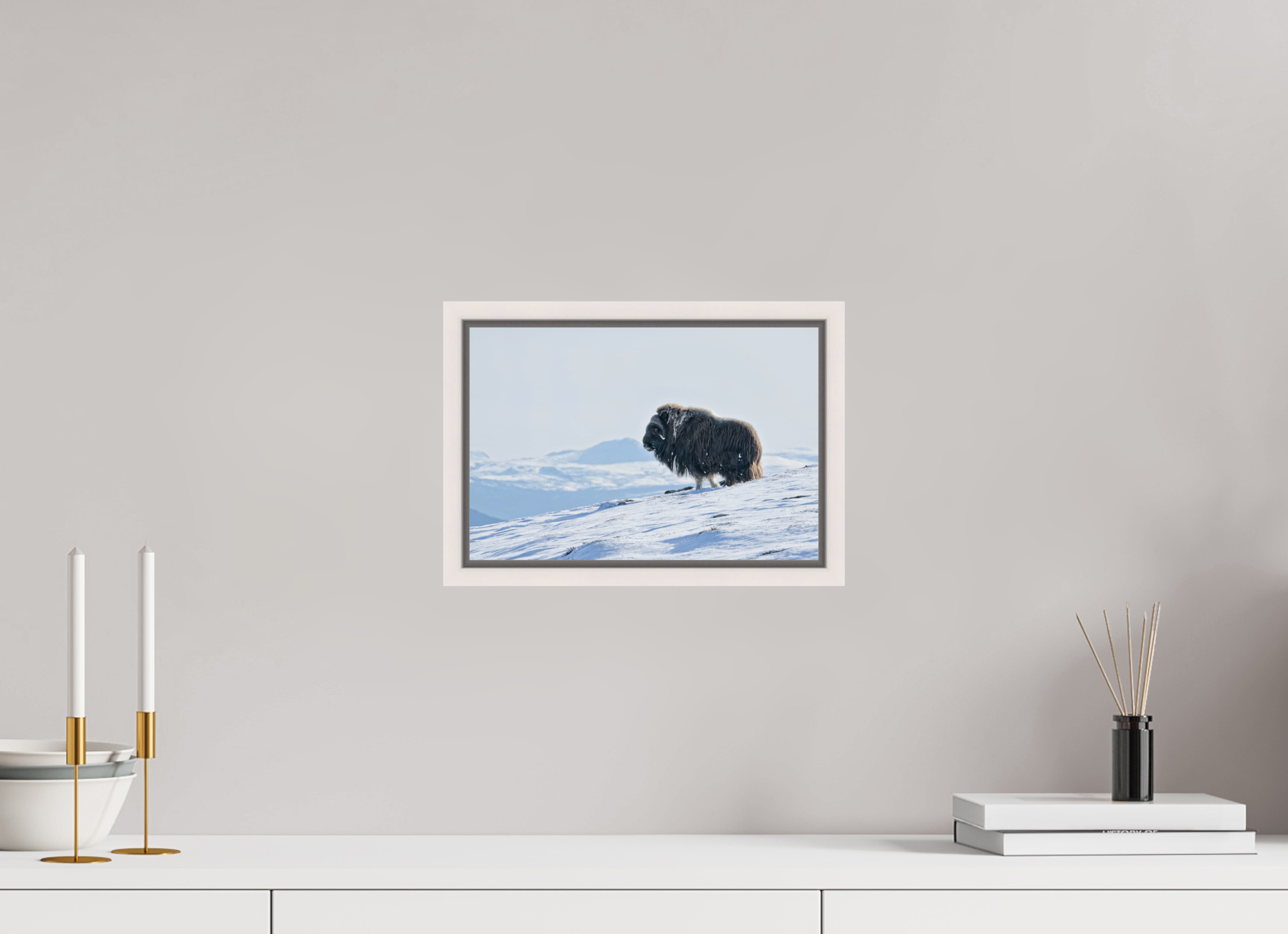 30 x 20 cm, Floater Frame White Maple Glossy Acrylic Glass The Musk Ox Kingdom - Floater Frame Glossy