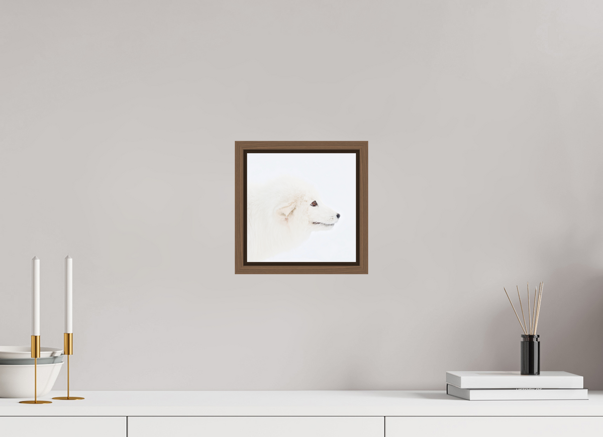 20 x 20 cm, Floater Frame Walnut Glossy Acrylic Glass Arctic Fox Head - Floater Frame