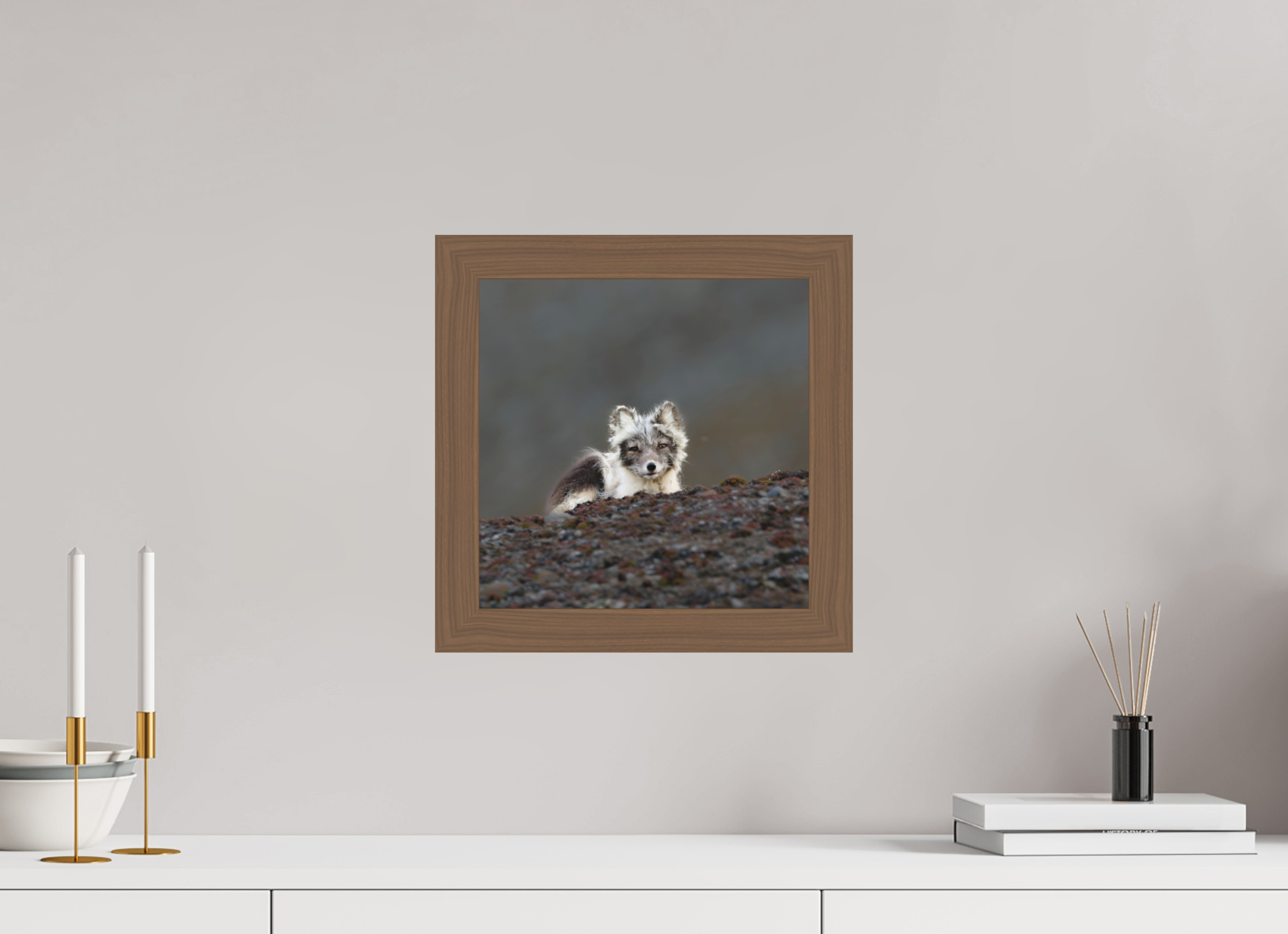 30 x 30 cm, Gallery Frame Hamburg 40mm Black Walnut Acrylic Arctic Fox Scout- In Solid 40 mm Wood Frame Hamburg Matte