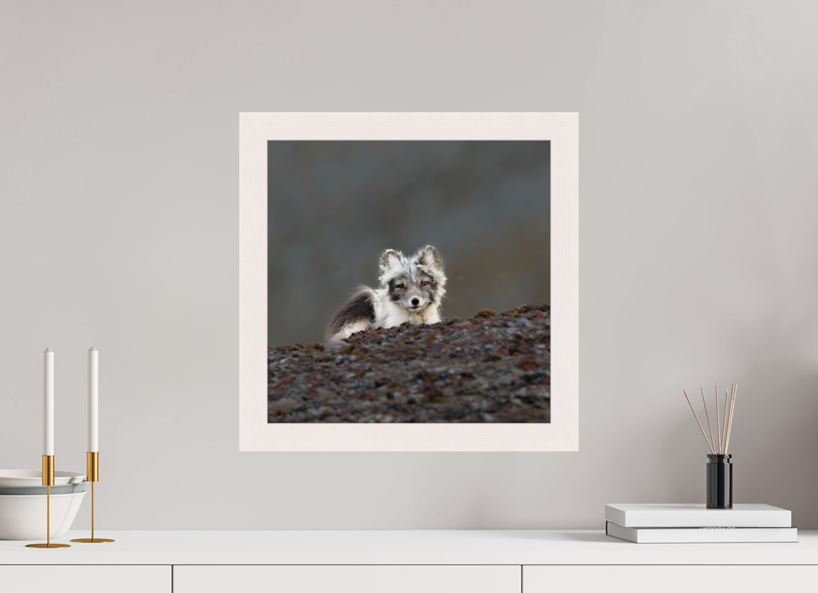 40 x 40 cm, Gallery Frame Hamburg 40mm White Glossy Acrylic Arctic Fox Scout- In Solid 40 mm Wood Frame Hamburg Glossy