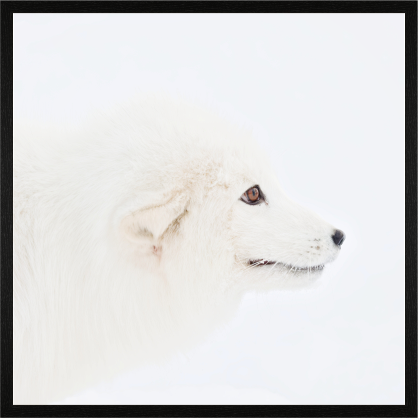 Main image Arctic Fox Head - In Solid Wood Frame Hamburg 40 mm