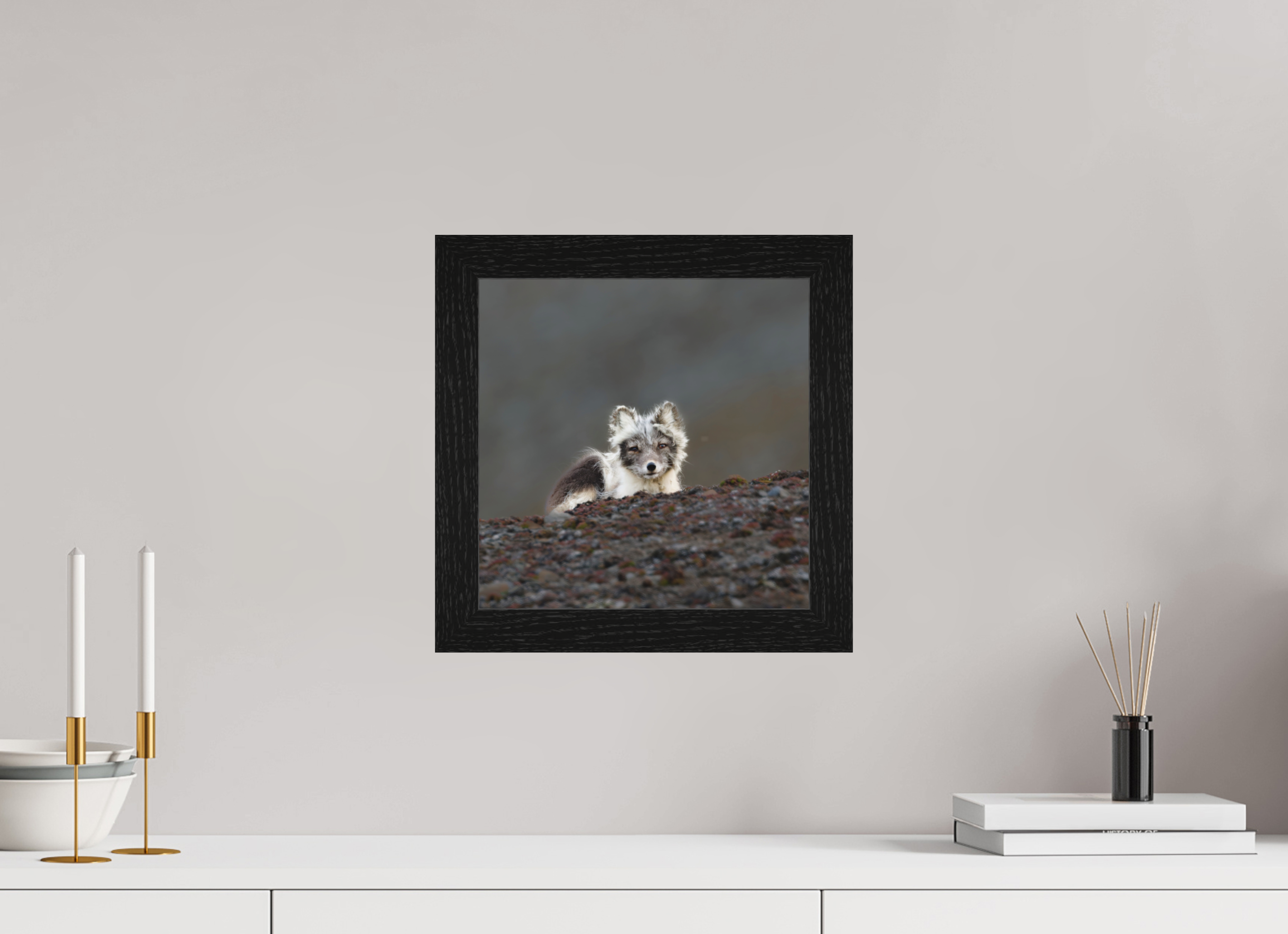 30 x 30 cm, Gallery Frame Hamburg 40mm Black Oak Matte Acrylic Arctic Fox Scout- In Solid 40 mm Wood Frame Hamburg Matte