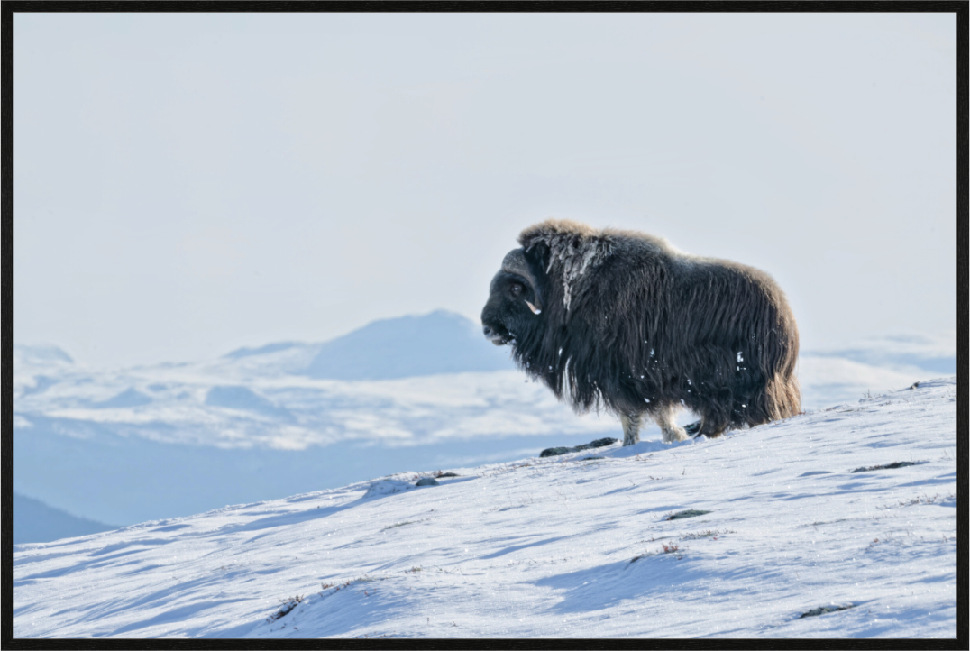 Main image The Musk Ox Kingdom - In Solid 20 mm Wood Frame Hamburg Glossy