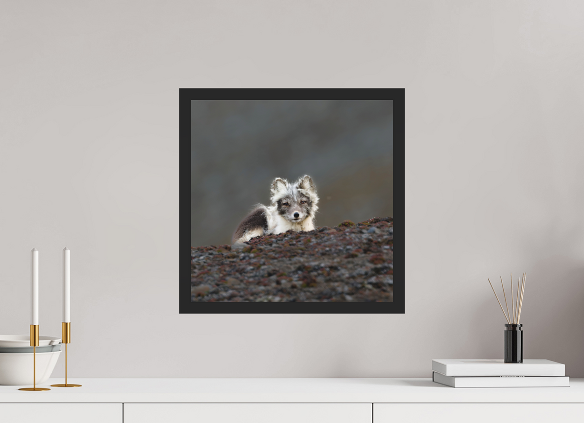40 x 40 cm, Gallery Frame Hamburg 20mm Matte Black Matte Acrylic Arctic Fox Scout- In Solid 20 mm Wood Frame Hamburg Matte
