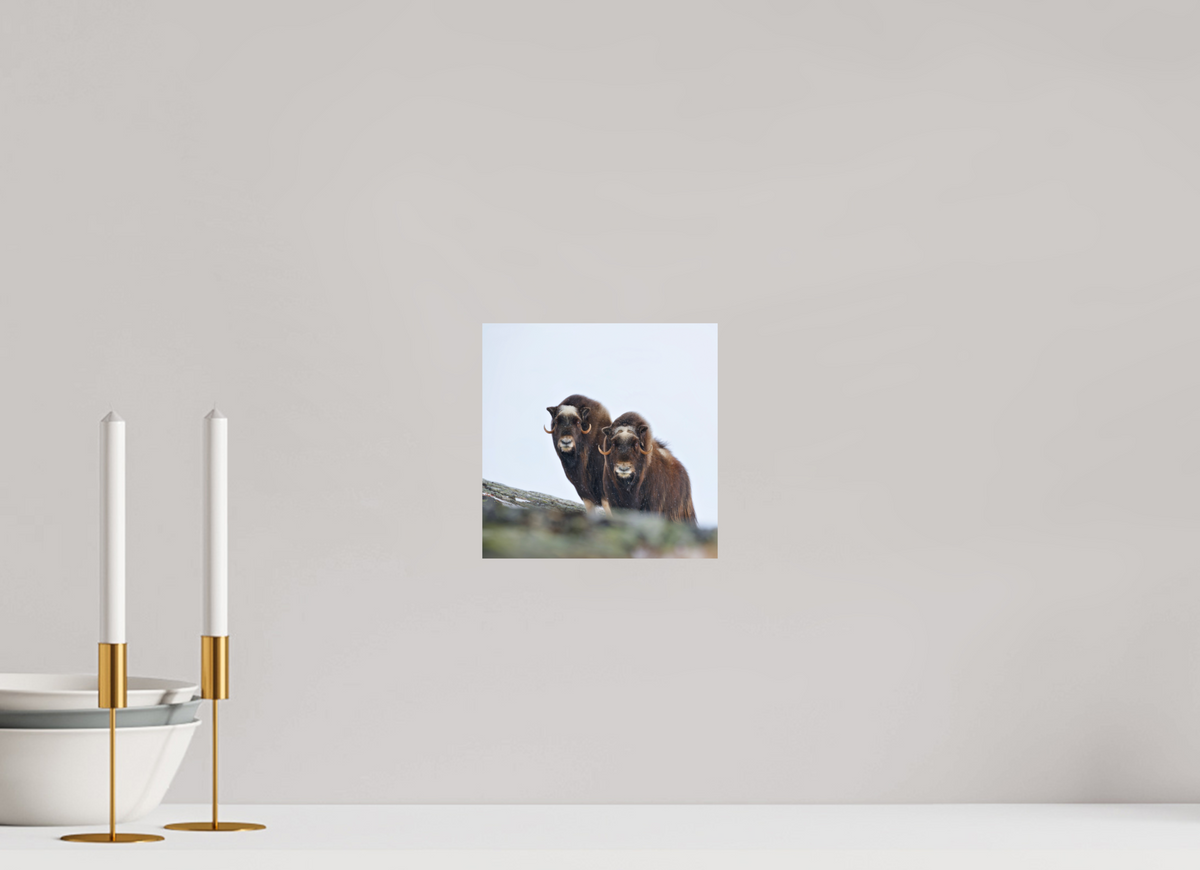 20 x 20 cm, Photo Print On Fuji Crystal DP II The Musk Sisters - Photo Print