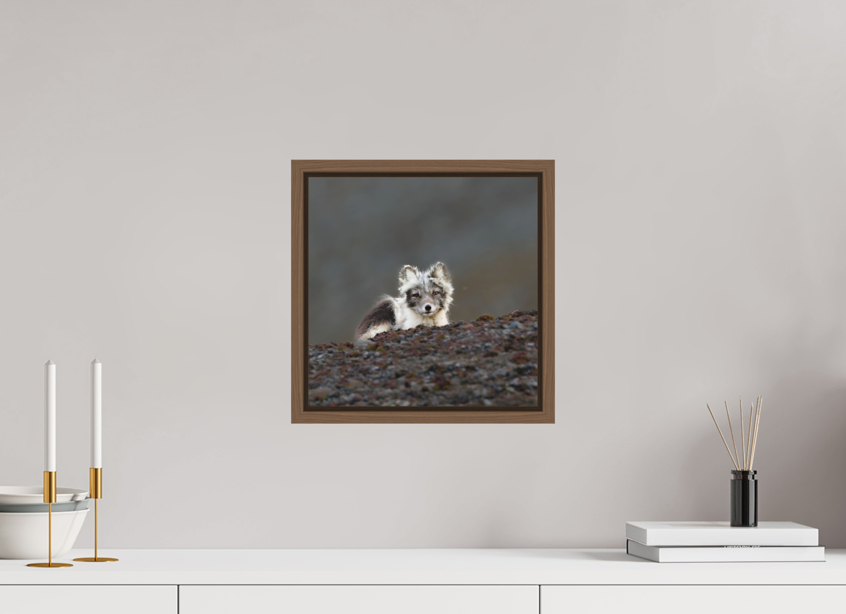 30 x 30 cm, Floater Frame Walnut Matte Acrylic Glass Arctic Fox Scout - Floater Frame Matte