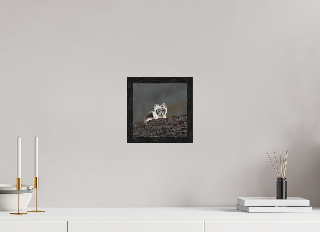 20 x 20 cm, Gallery Frame Hamburg 20mm Black Oak Arctic Fox Scout- In Solid 20 mm Wood Frame Hamburg