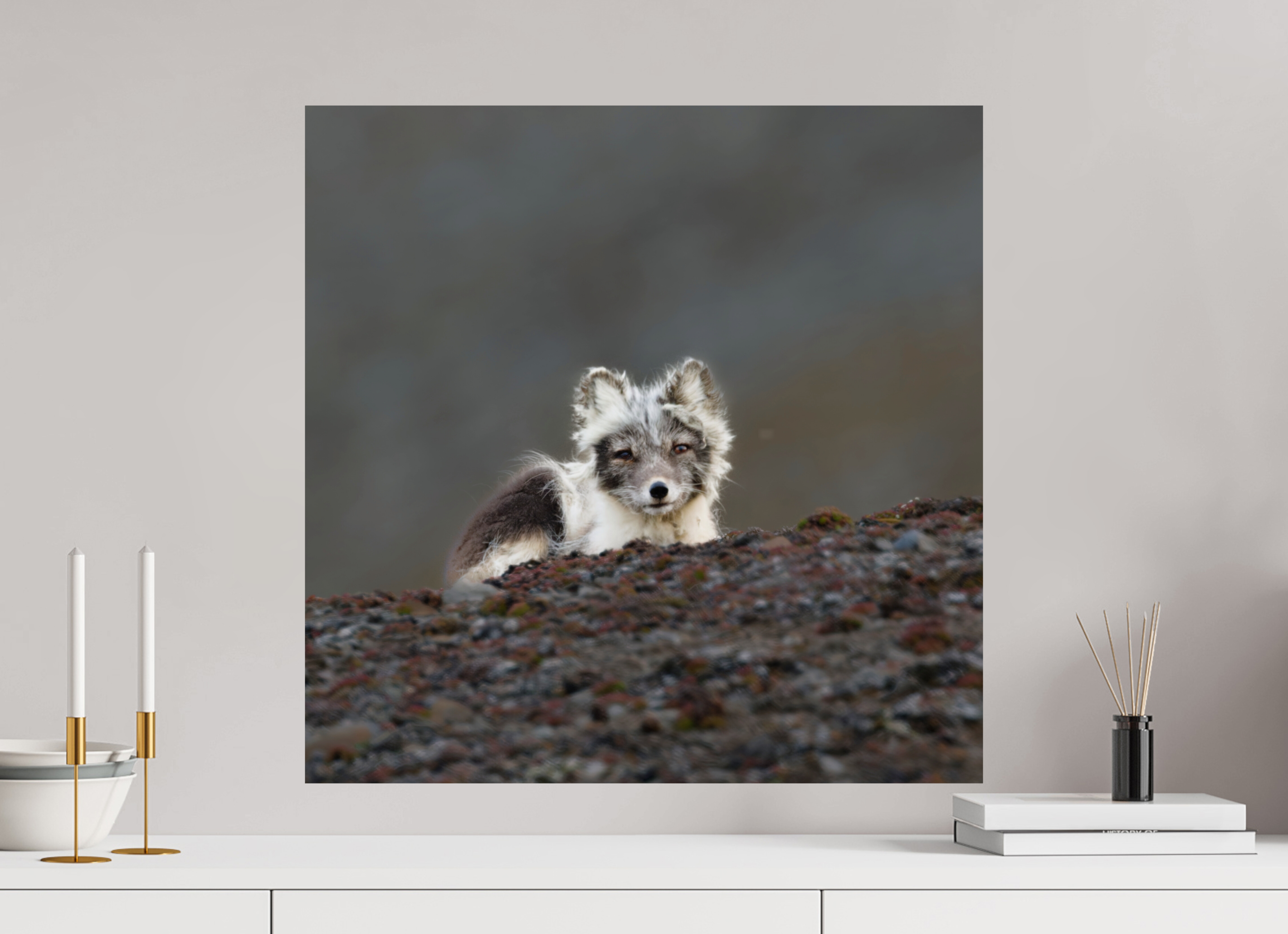 60 x 60 cm, Photo Print On Fuji Crystal DP II Arctic Fox Scout - Photo Print