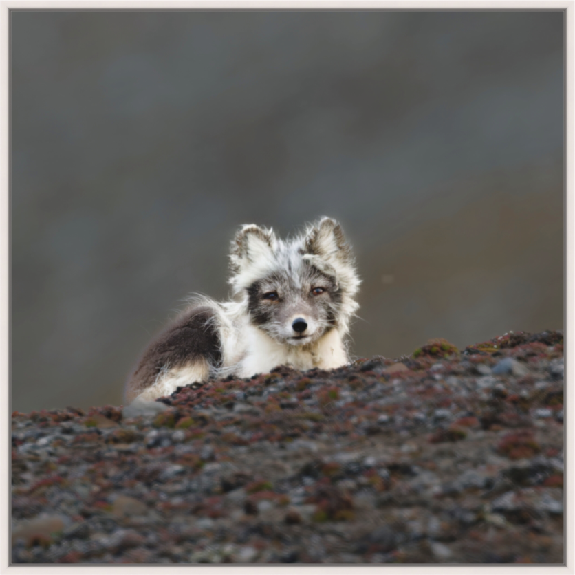 Main image Arctic Fox Scout - Floater Frame Matte