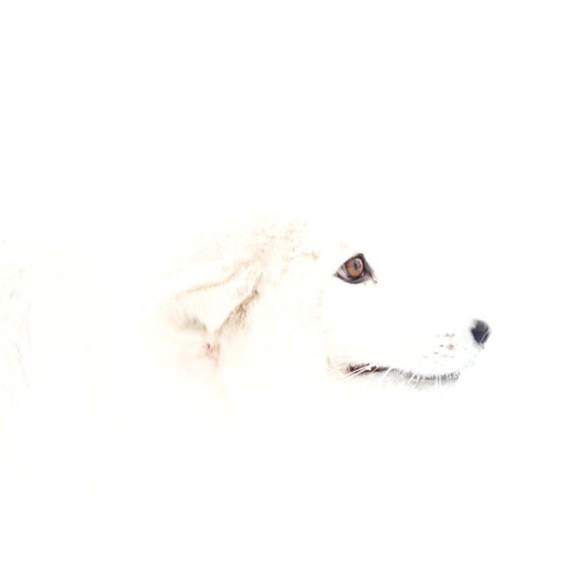 Main image Fox Head - Strecher Frame