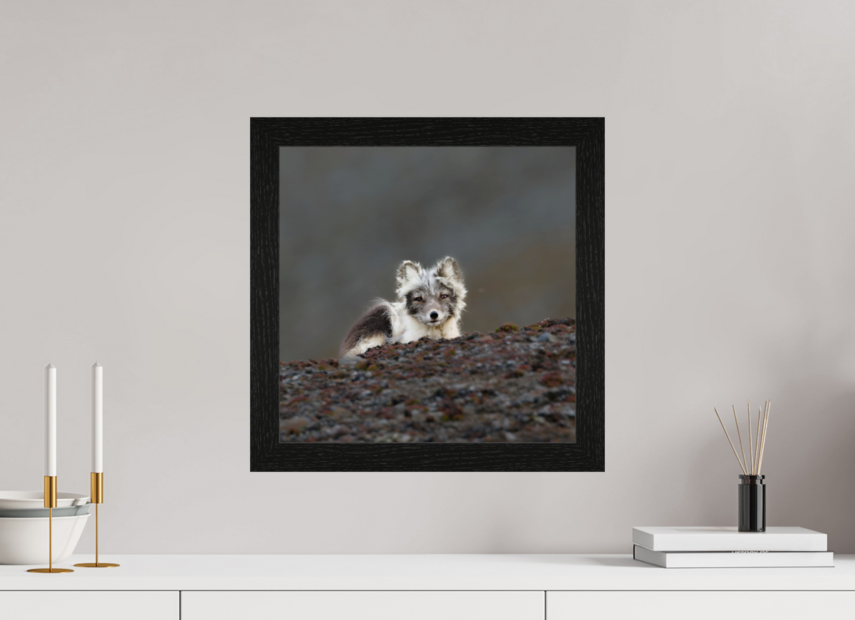 40 x 40 cm, Gallery Frame Hamburg 40mm Black Oak Glossy Acrylic Glass Arctic Fox Scout- In Solid 40 mm Wood Frame Hamburg Glossy