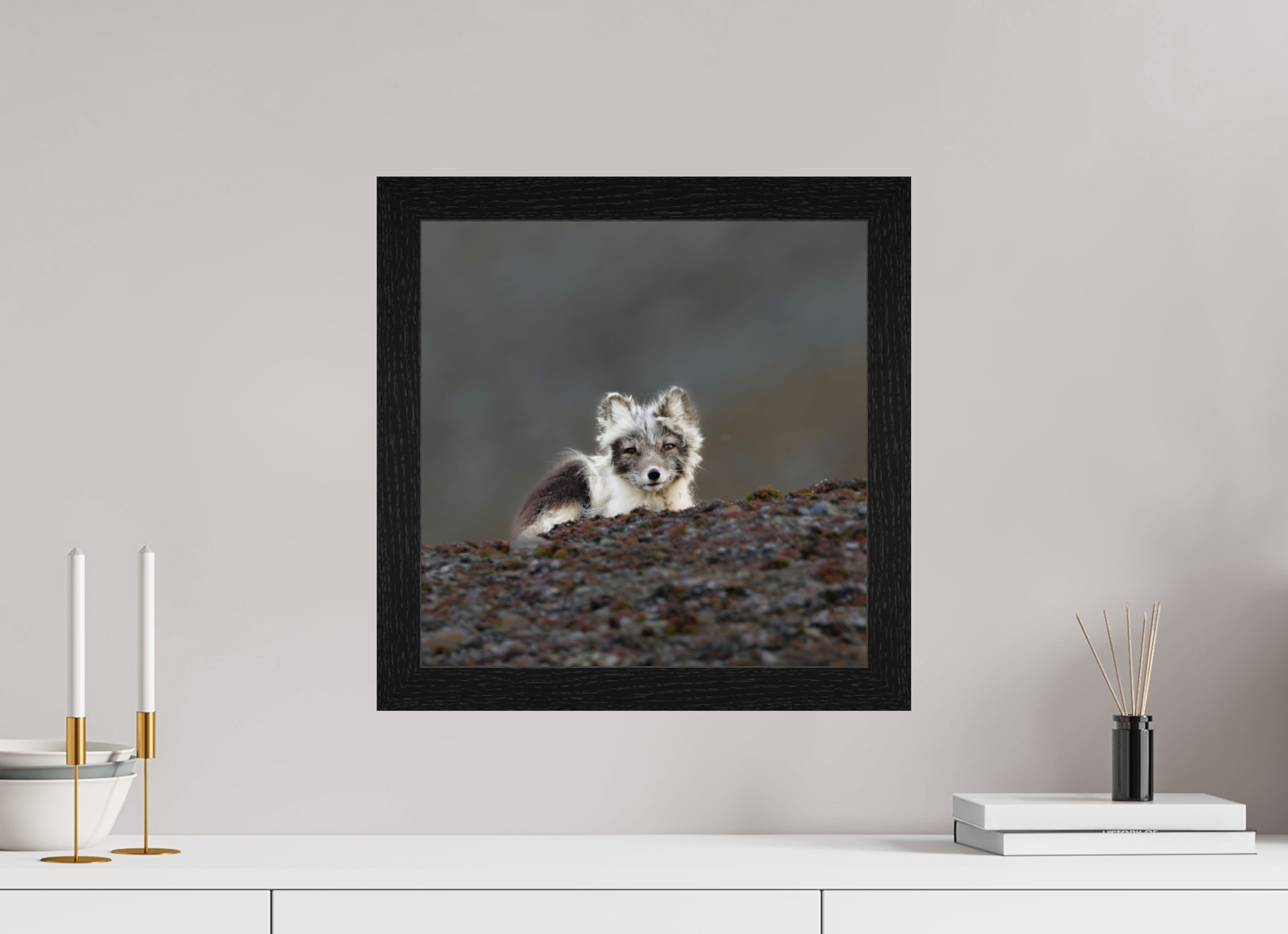 40 x 40 cm, Gallery Frame Hamburg 40mm Black Oak Glossy Acrylic Glass Arctic Fox Scout- In Solid 40 mm Wood Frame Hamburg Glossy