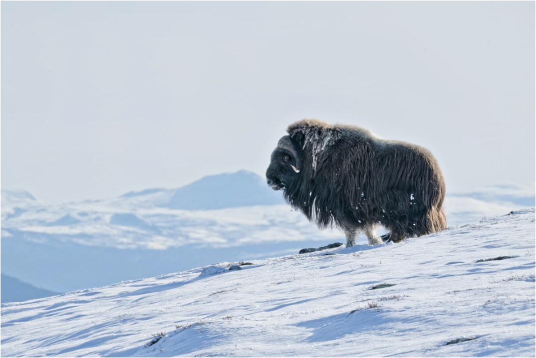 Main image The Musk Ox Kingdom - Photo Print Under Acrylic Glass
