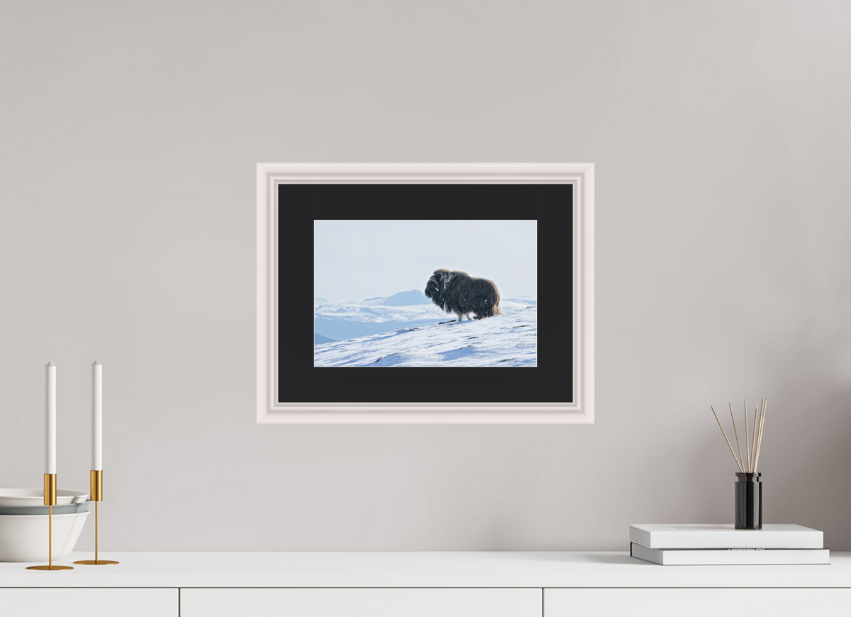 30 x 20 cm, Solid Wood White Frame Vienna Black Passe-partout Maple The Musk Ox Kingdom - Solid Frame With Passe-Partout