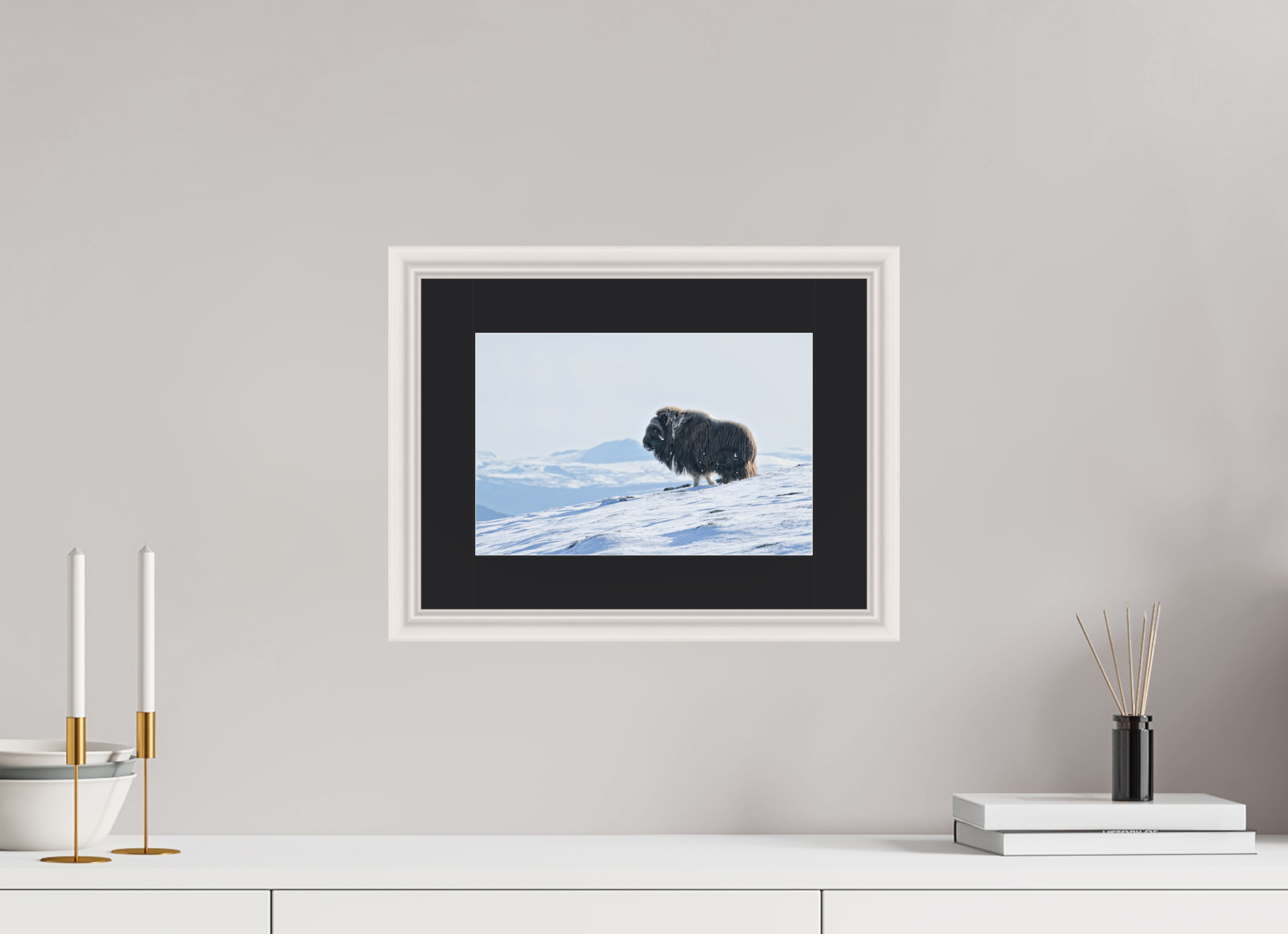 30 x 20 cm, Solid Wood White Frame Vienna Black Passe-partout Maple The Musk Ox Kingdom - Solid Frame With Passe-Partout