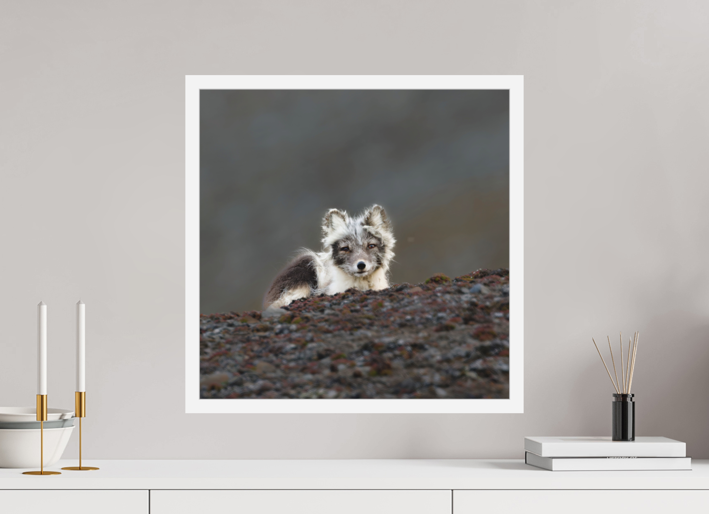 50 x 50 cm, Gallery Frame Hamburg 20mm White Glossy Acrylic Arctic Fox Scout- In Solid 20 mm Wood Frame Hamburg Matte