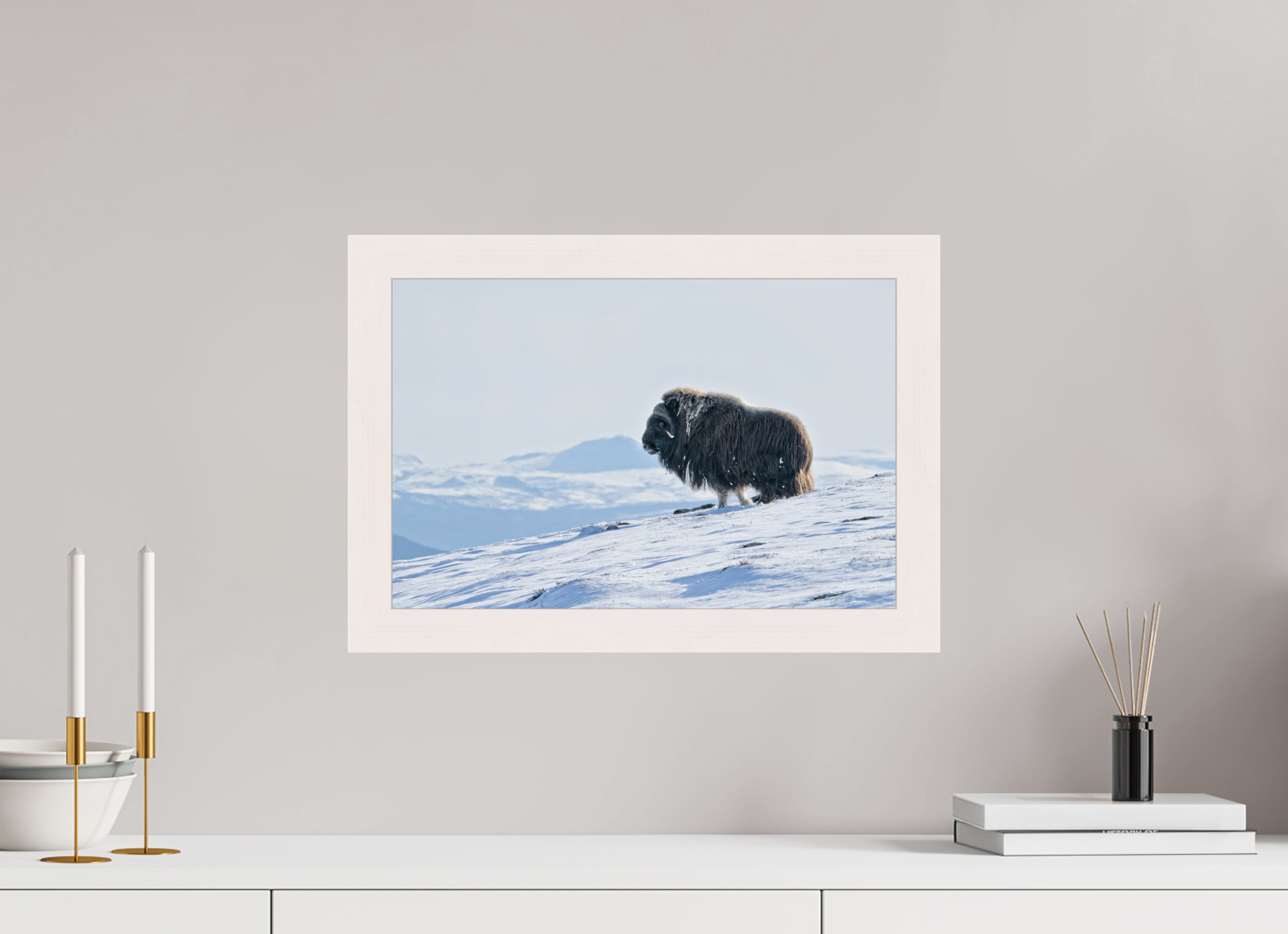 45 x 30 cm, Gallery Frame Hamburg 40mm White Maple Glossy Acrylic Glass The Musk Ox Kingdom -  In Solid 40 mm Wood Frame Hamburg  Glossy Acrylic