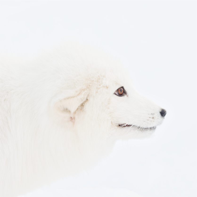 Main image Arctic Fox Head - Photo Print