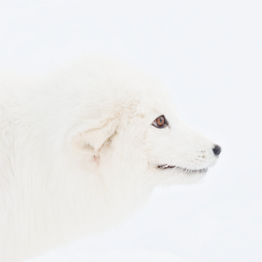 Main image Arctic Fox Head - Photo Print