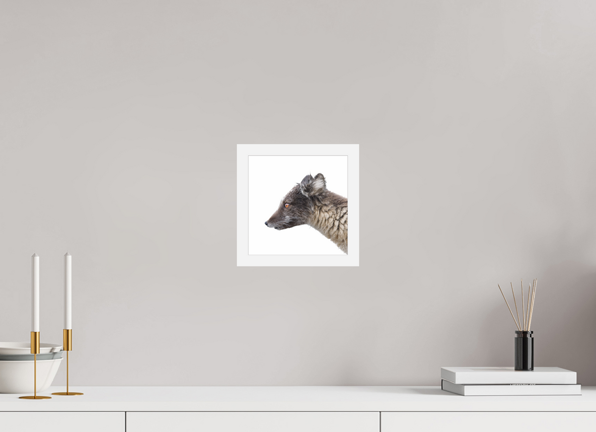 20 x 20 cm, Gallery Frame Hamburg 20mm White Glossy Acrylic Arctic Fox Brown - In Solid 20 mm Wood Frame Hamburg Glossy