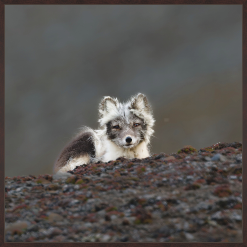 Main image Arctic Fox Scout- In Solid 20 mm Wood Frame Hamburg Matte
