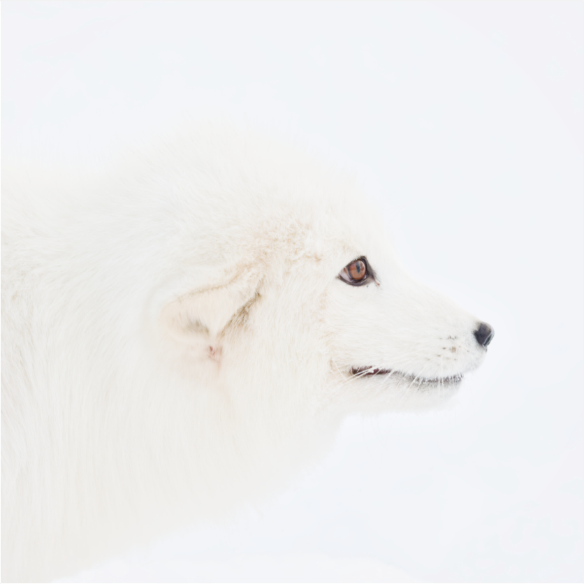 Main image Arctic Fox Head - Photo Print Under Acrylic Glass