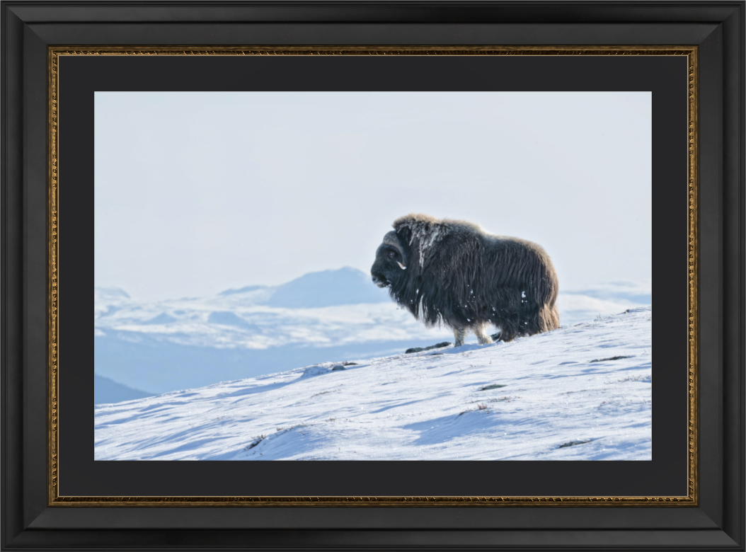 Main image The Musk Ox Kingdom - Solid Frame With Passe-Partout