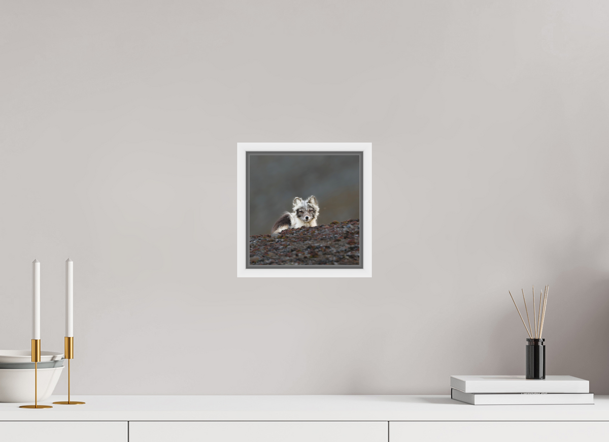 20 x 20 cm, Floater Frame White Matte Acrylic Glass Arctic Fox Scout - Floater Frame Matte