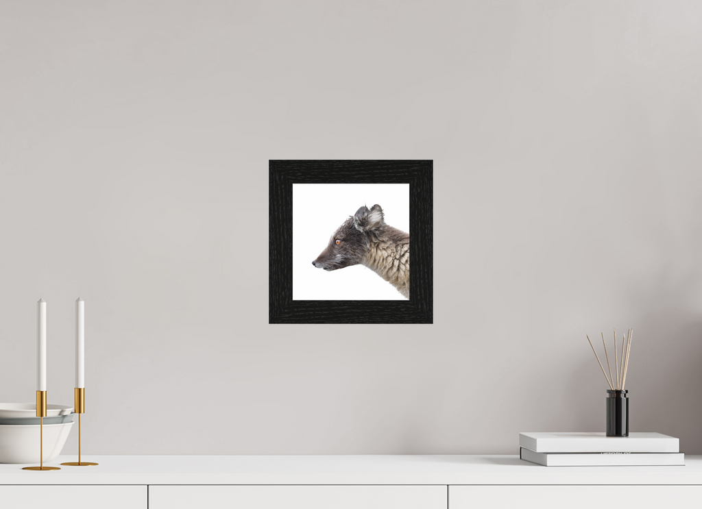 20 x 20 cm, Gallery Frame Hamburg 40mm Black Oak Glossy Acrylic Glass Arctic Fox Angel - In Solid 40 mm Wood Frame Hamburg Glossy