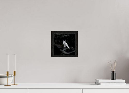 20 x 20 cm, Gallery Frame Hamburg 20mm Black Oak Glossy Acrylic Arctic Fox Angel - In Solid 20 mm Wood Frame Hamburg Glossy