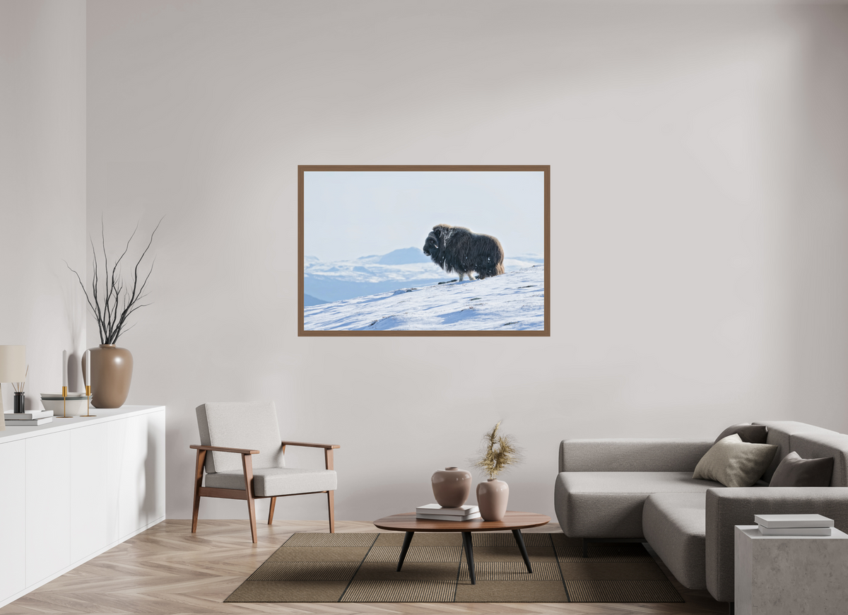 150 x 100 cm, Gallery Frame Hamburg 40mm Walnut Matte Acrylic Glass The Musk Ox Kingdom - In Solid 40 mm Wood Frame Hamburg Glossy Acrylic