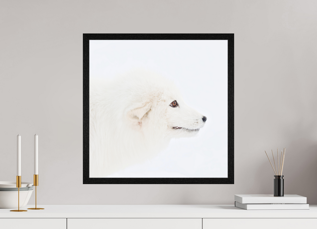 50 x 50 cm, Gallery Frame Hamburg 20mm Black Oak Glossy Acrylic Arctic Fox Head - In Gallery Frame Hamburg
