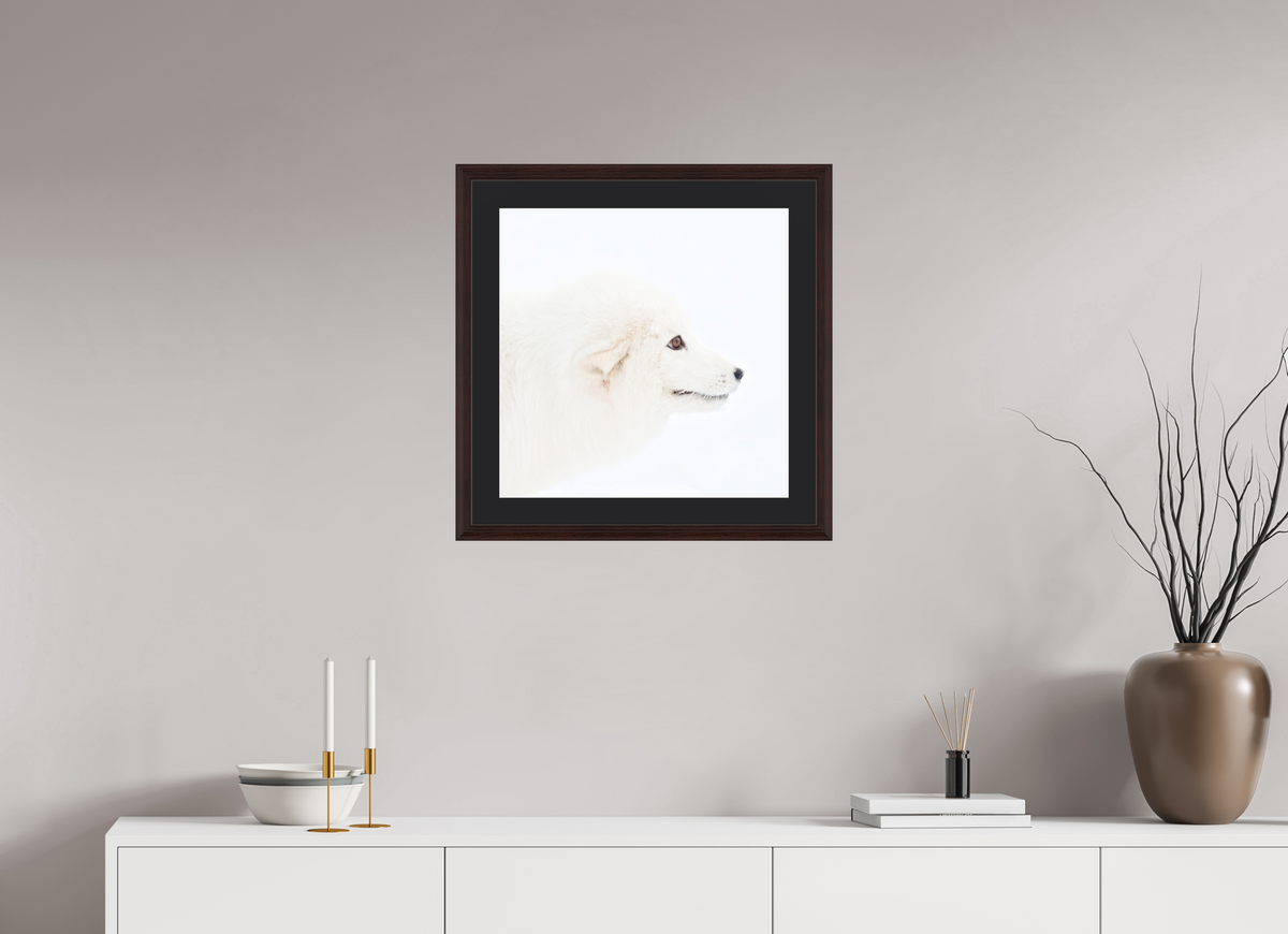 50 x 50 cm, Solid Wood Frame Vienna Passe-partout Alder Brown Arctic Fox Head - Solid Frame With Passe-Partout