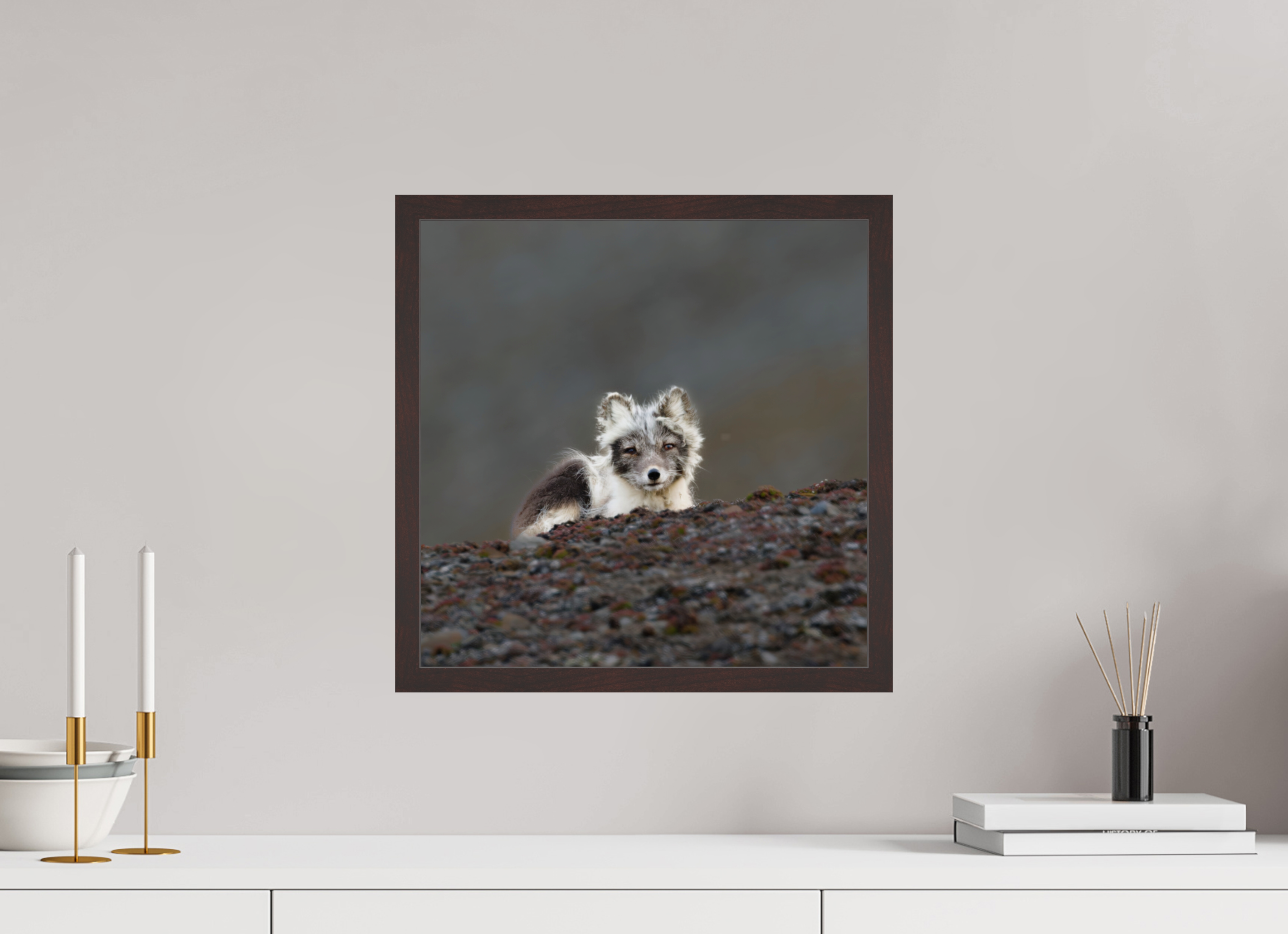 40 x 40 cm, Gallery Frame Hamburg 20mm Alder Brown Glossy Acrylic Arctic Fox Scout- In Solid 20 mm Wood Frame Hamburg