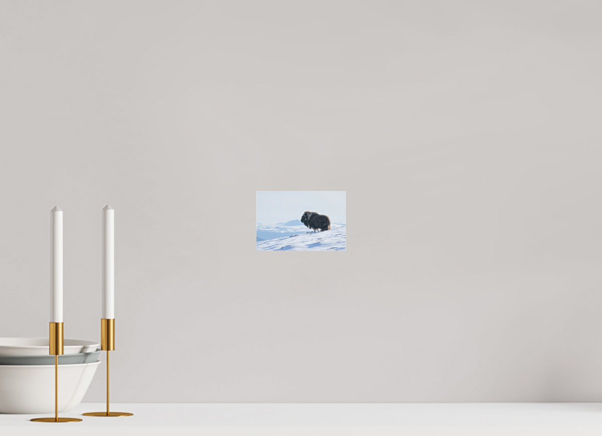 15 x 10 cm, Photo Print Under Matte Acrylic Glass 2mm The Musk Ox Kingdom - Photo Print Under Acrylic Glass