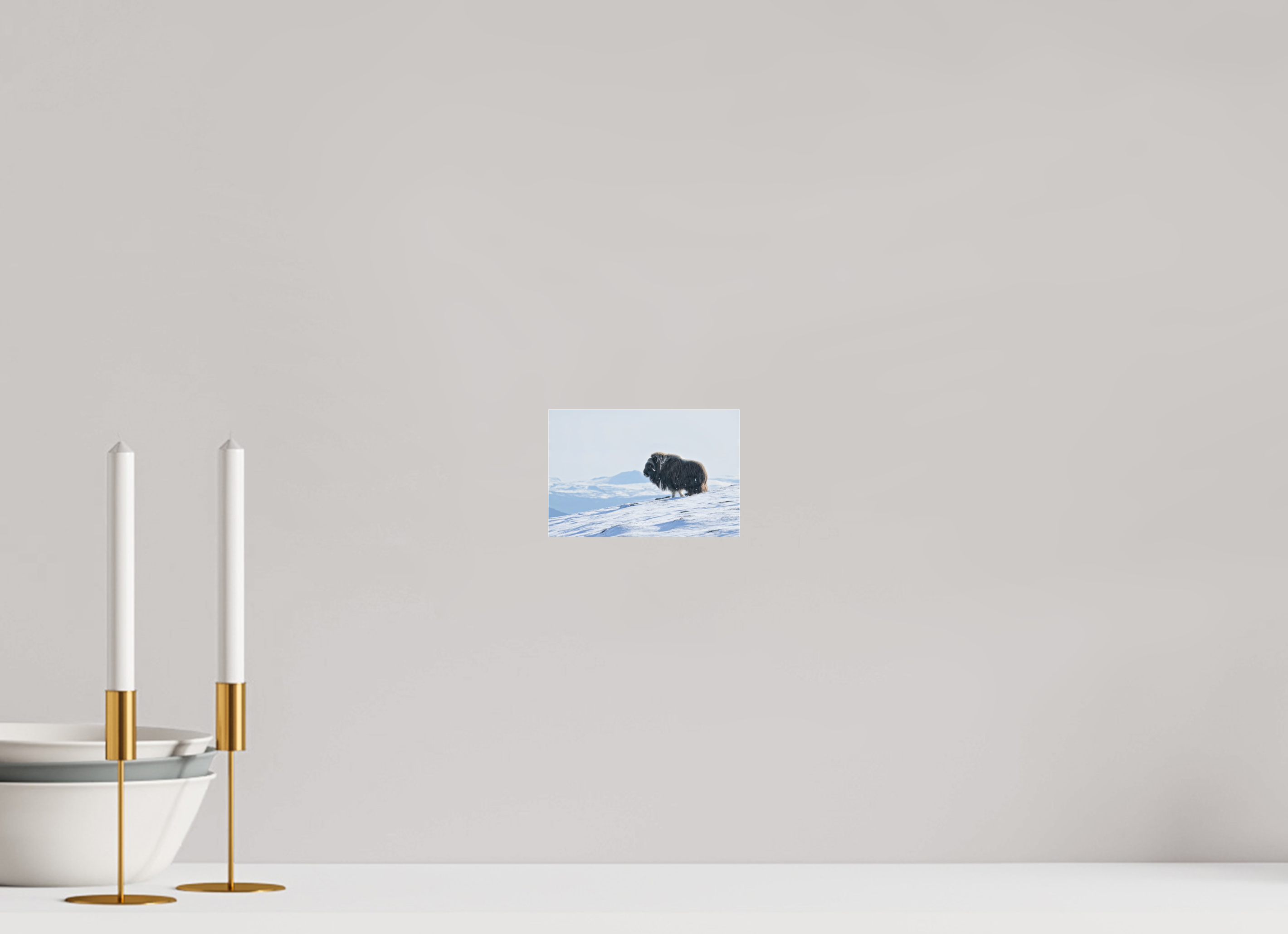 15 x 10 cm, Photo Print Under Matte Acrylic Glass 2mm The Musk Ox Kingdom - Photo Print Under Acrylic Glass