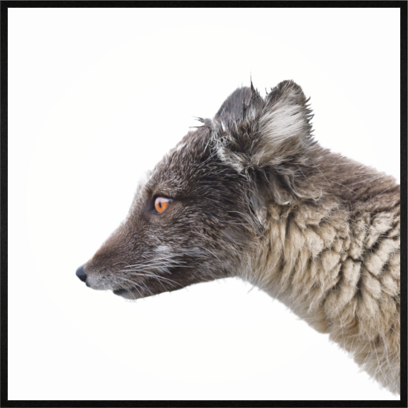 Main image Arctic Fox Brown - In Solid 20 mm Wood Frame Hamburg Glossy