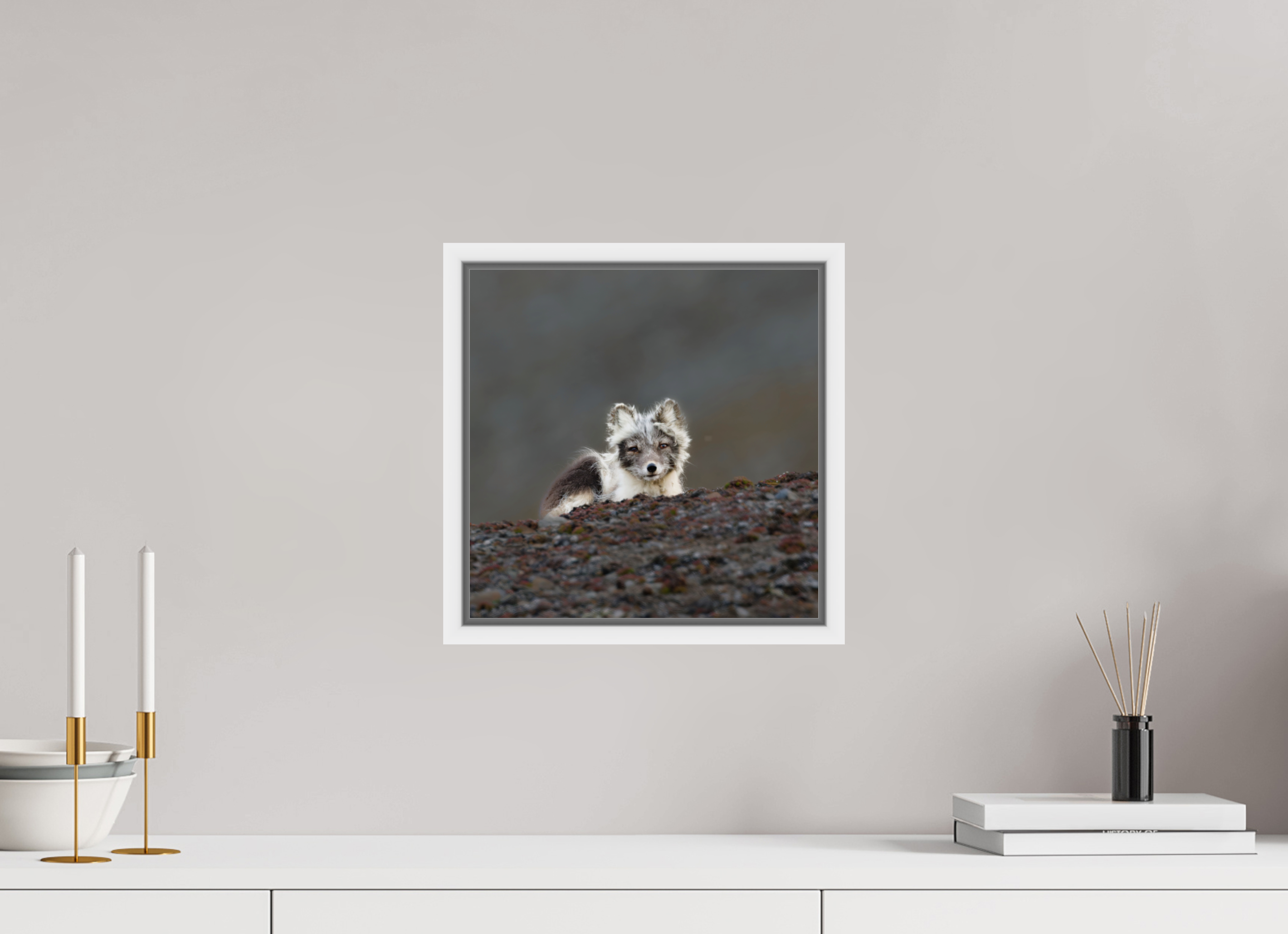 30 x 30 cm, Floater Frame White Glossy Acrylic Glass Arctic Fox Scout - Floater Frame Glossy