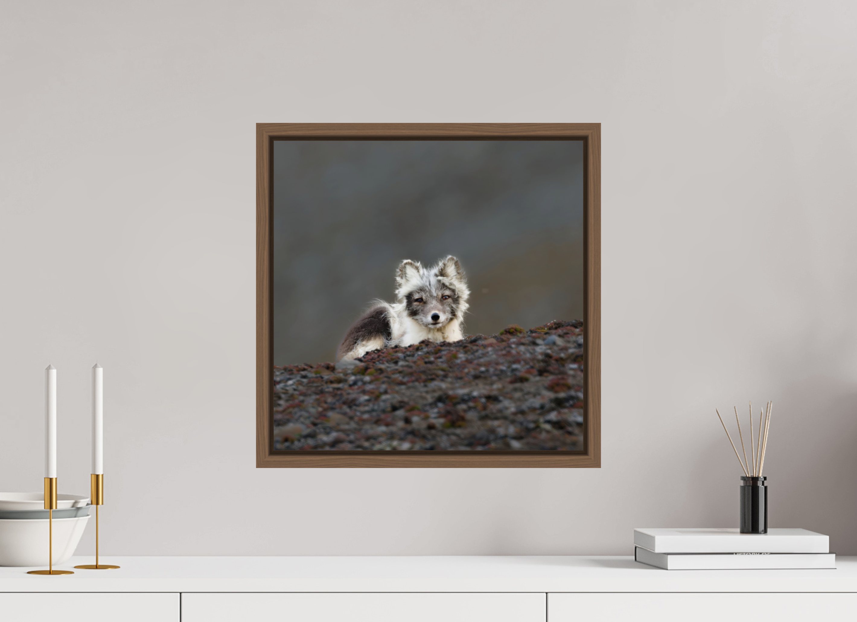40 x 40 cm, Floater Frame Walnut Glossy Acrylic Glass Arctic Fox Scout - Floater Frame Glossy